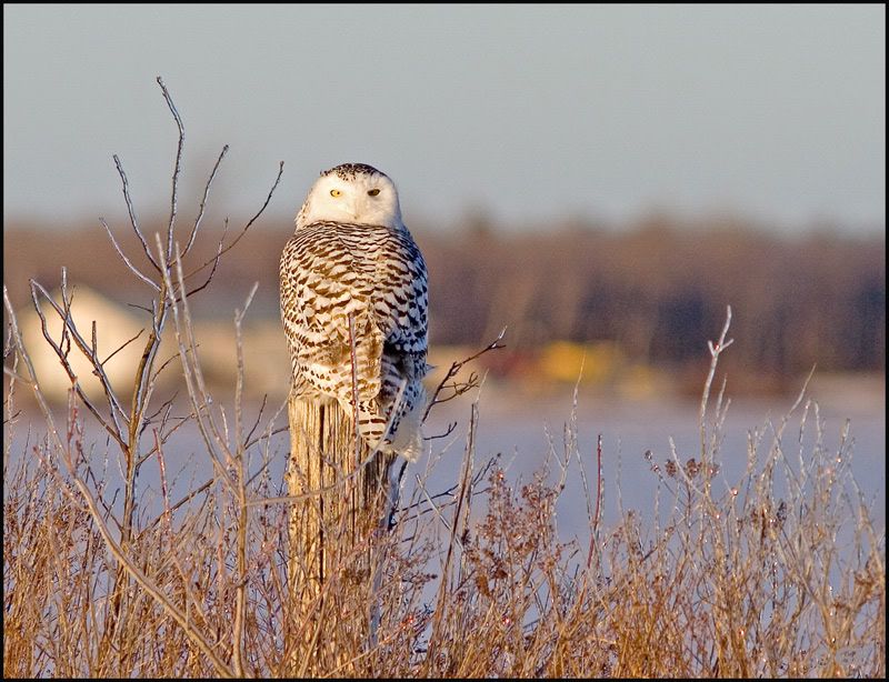 IMAGE: http://i13.photobucket.com/albums/a300/g2a/Holding%20Pattern/owl2post.jpg