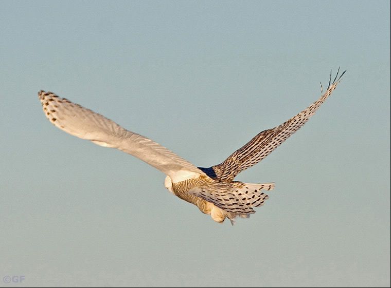 IMAGE: http://i13.photobucket.com/albums/a300/g2a/Holding%20Pattern/owlexit.jpg