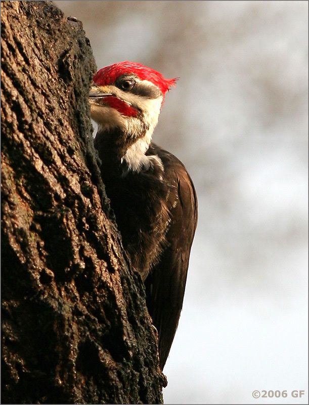 IMAGE: http://i13.photobucket.com/albums/a300/g2a/Holding%20Pattern/pill.jpg