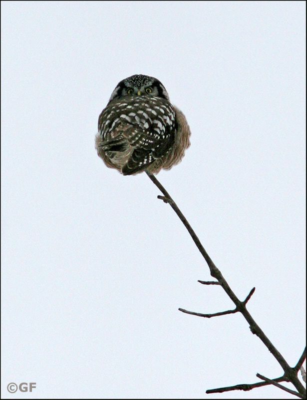 IMAGE: http://i13.photobucket.com/albums/a300/g2a/Holding%20Pattern/une2.jpg