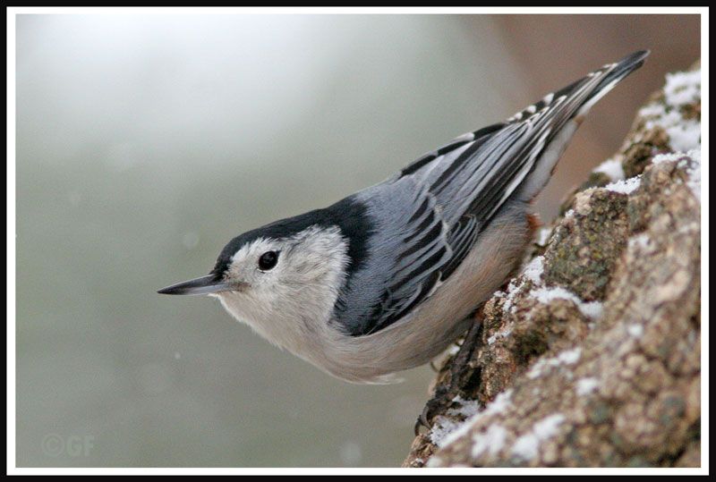 IMAGE: http://i13.photobucket.com/albums/a300/g2a/Holding%20Pattern/wbweb.jpg