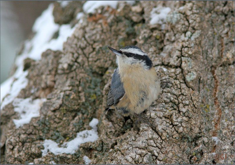 IMAGE: http://i13.photobucket.com/albums/a300/g2a/Holding%20Pattern/whatever.jpg