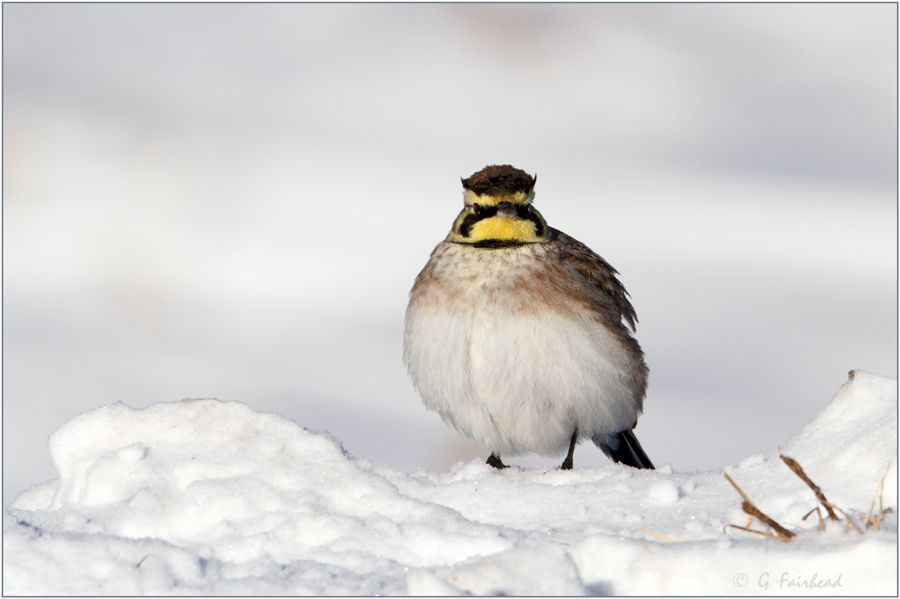 IMAGE: http://i13.photobucket.com/albums/a300/g2a/Hornscopy.jpg