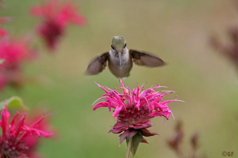 IMAGE: http://i13.photobucket.com/albums/a300/g2a/Hummer2.jpg