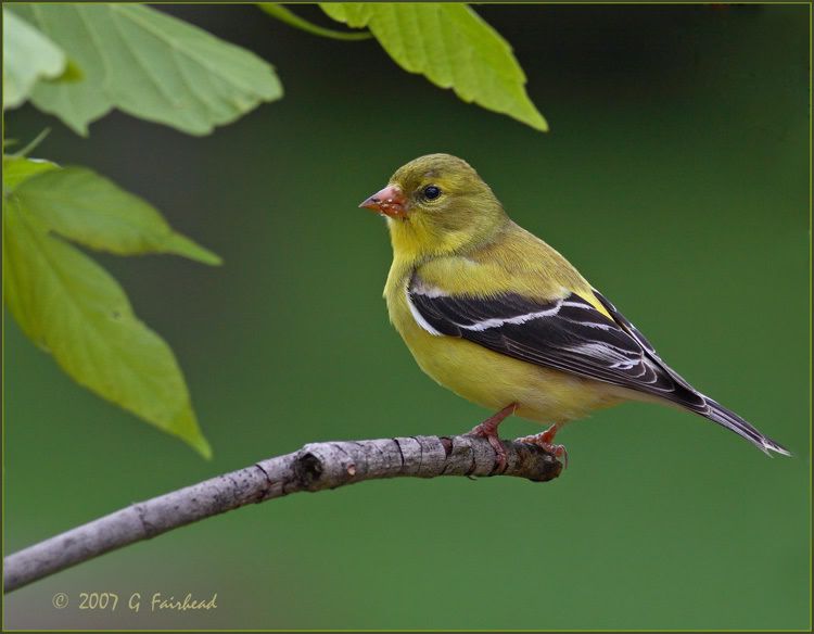 IMAGE: http://i13.photobucket.com/albums/a300/g2a/IMG_1215.jpg