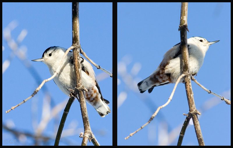 IMAGE: http://i13.photobucket.com/albums/a300/g2a/IMG_5678.jpg