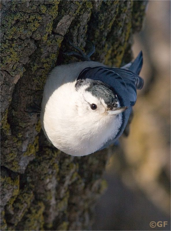 IMAGE: http://i13.photobucket.com/albums/a300/g2a/IMG_5679.jpg