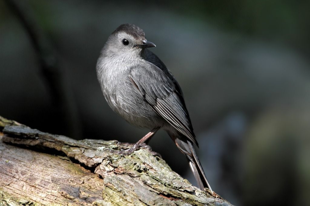 IMAGE: http://i13.photobucket.com/albums/a300/g2a/IMG_5946b.jpg