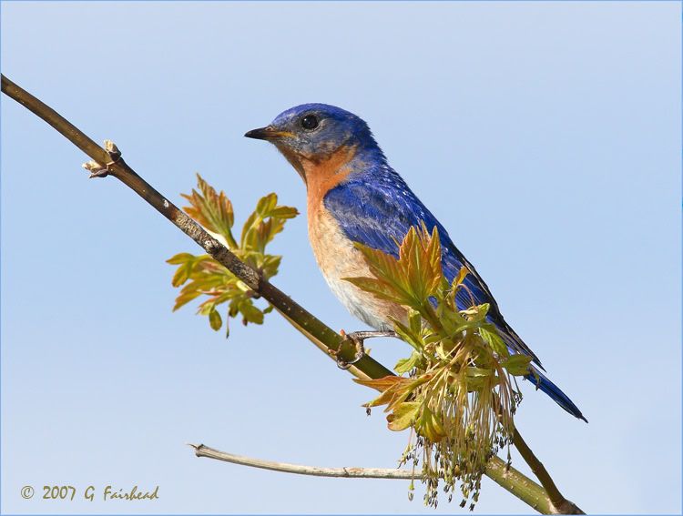 IMAGE: http://i13.photobucket.com/albums/a300/g2a/IMG_6303a.jpg