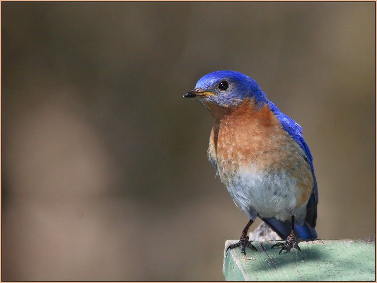 IMAGE: http://i13.photobucket.com/albums/a300/g2a/IMG_6389.jpg