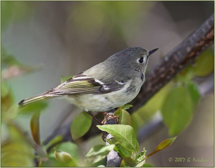 IMAGE: http://i13.photobucket.com/albums/a300/g2a/IMG_6521.jpg