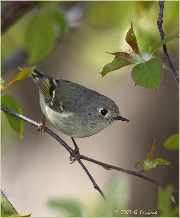 IMAGE: http://i13.photobucket.com/albums/a300/g2a/IMG_6529.jpg