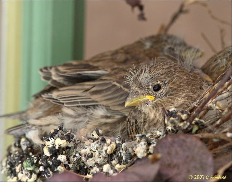 IMAGE: http://i13.photobucket.com/albums/a300/g2a/IMG_6925.jpg