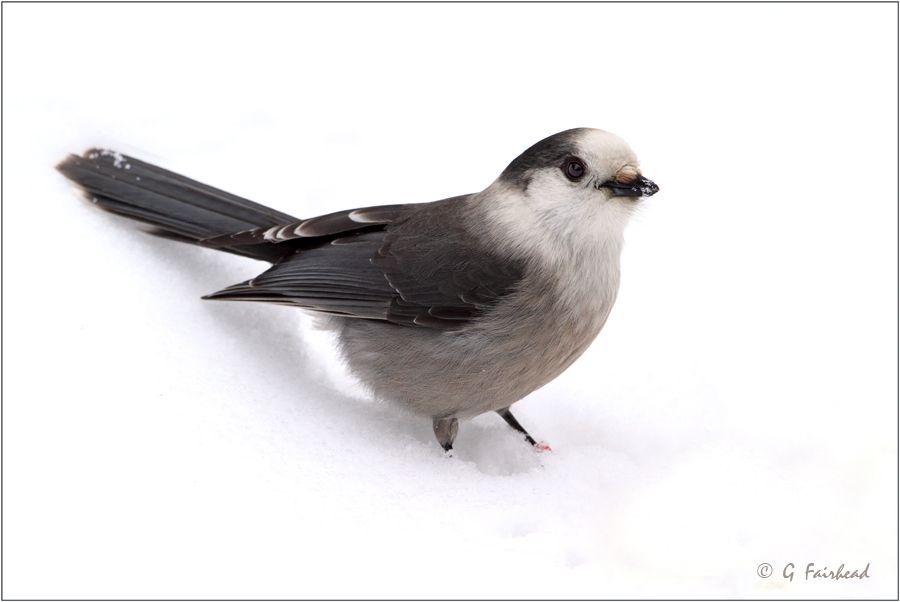 IMAGE: http://i13.photobucket.com/albums/a300/g2a/IMG_8132copy-1.jpg