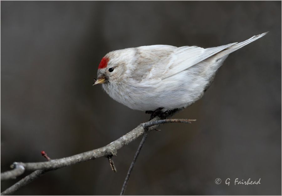 IMAGE: http://i13.photobucket.com/albums/a300/g2a/IMG_8673done2copy.jpg