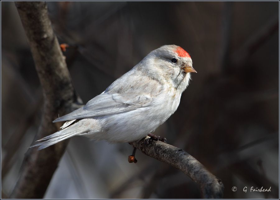 IMAGE: http://i13.photobucket.com/albums/a300/g2a/IMG_9142copy.jpg