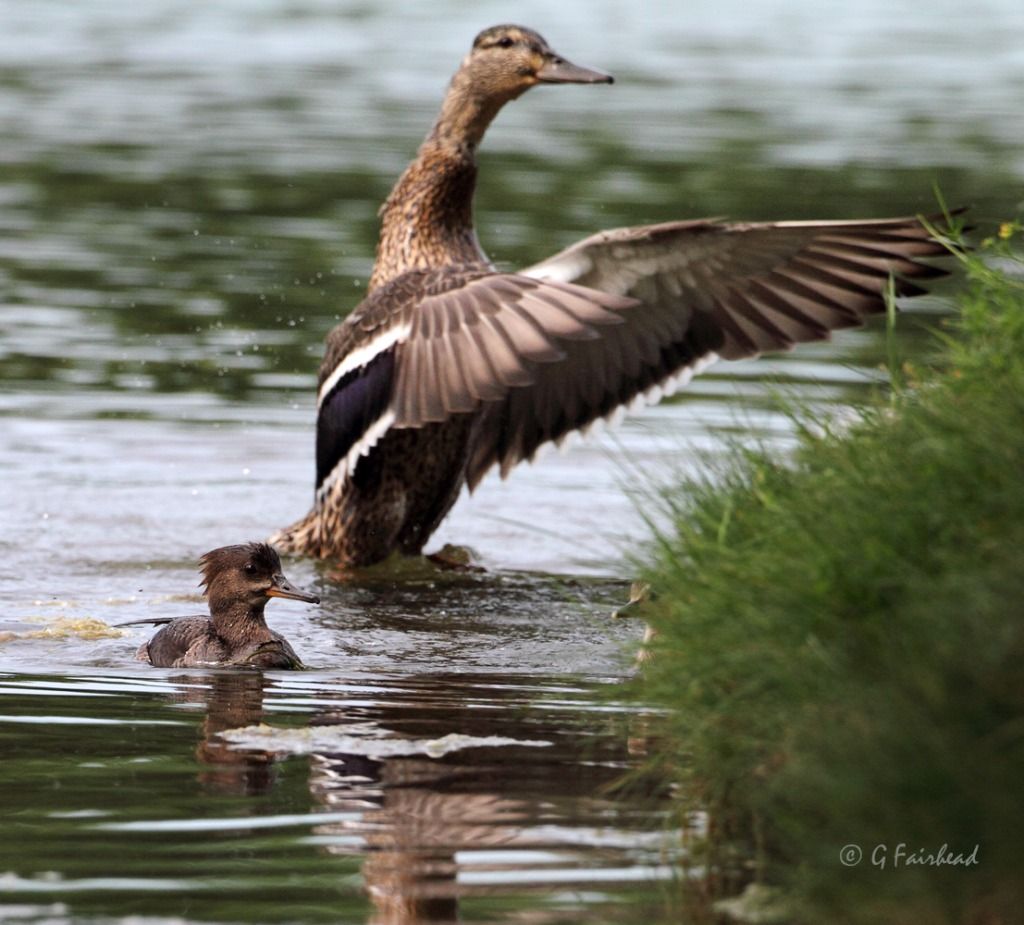 IMAGE: http://i13.photobucket.com/albums/a300/g2a/IMG_9622copy.jpg