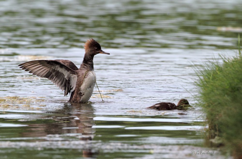 IMAGE: http://i13.photobucket.com/albums/a300/g2a/IMG_9624copy.jpg