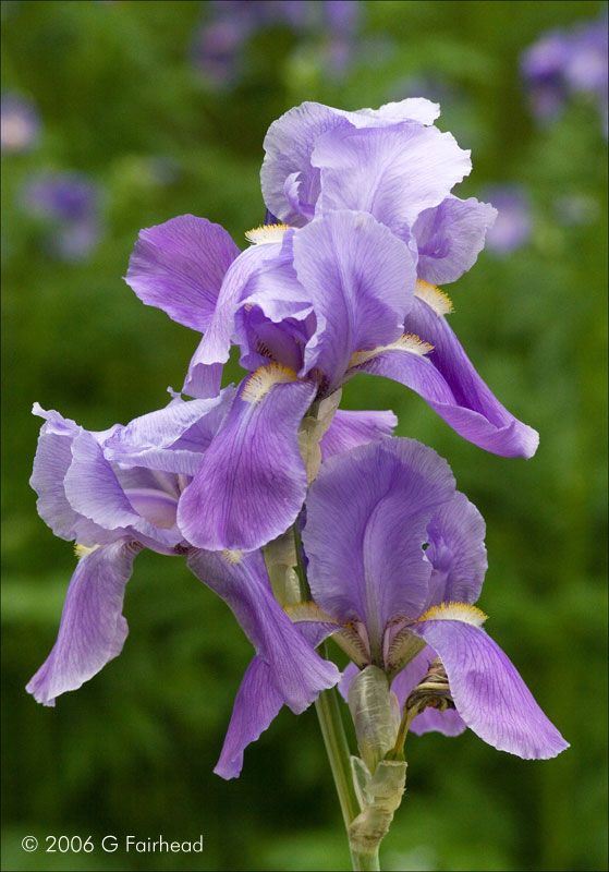 IMAGE: http://i13.photobucket.com/albums/a300/g2a/Irislast.jpg