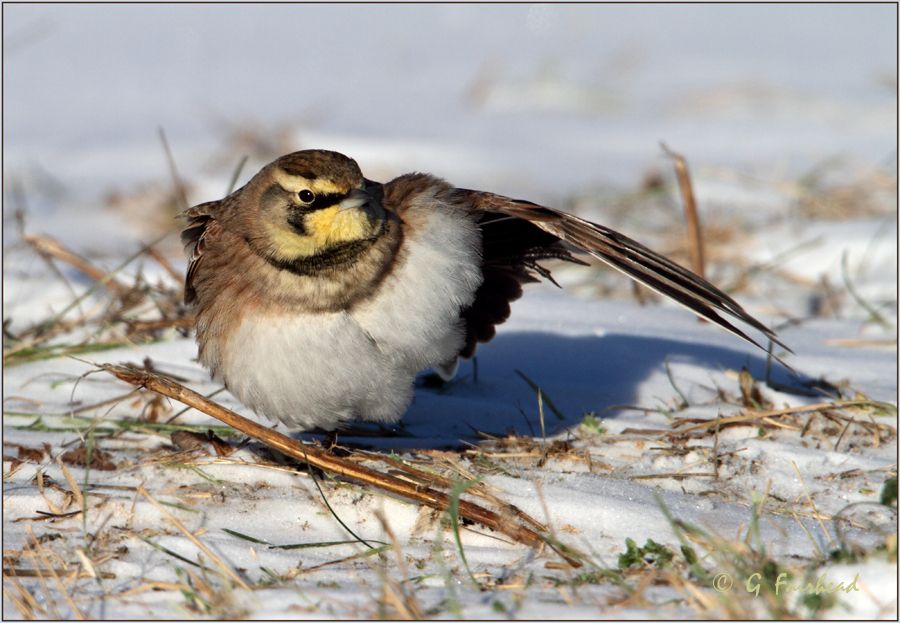 IMAGE: http://i13.photobucket.com/albums/a300/g2a/LarkStretchcopy.jpg