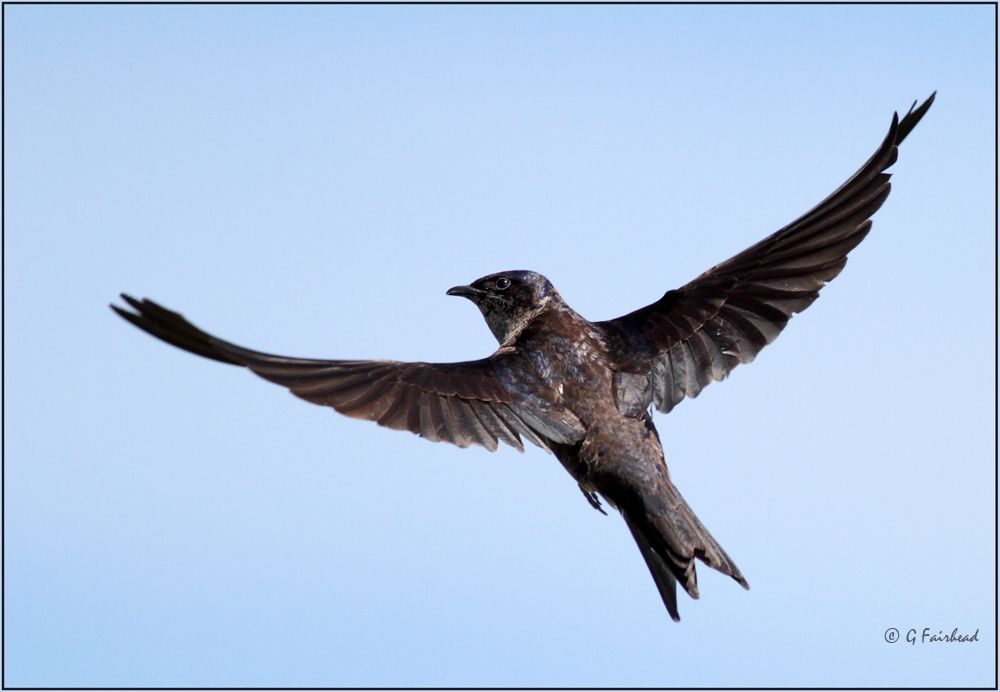 IMAGE: http://i13.photobucket.com/albums/a300/g2a/Martincopy2.jpg