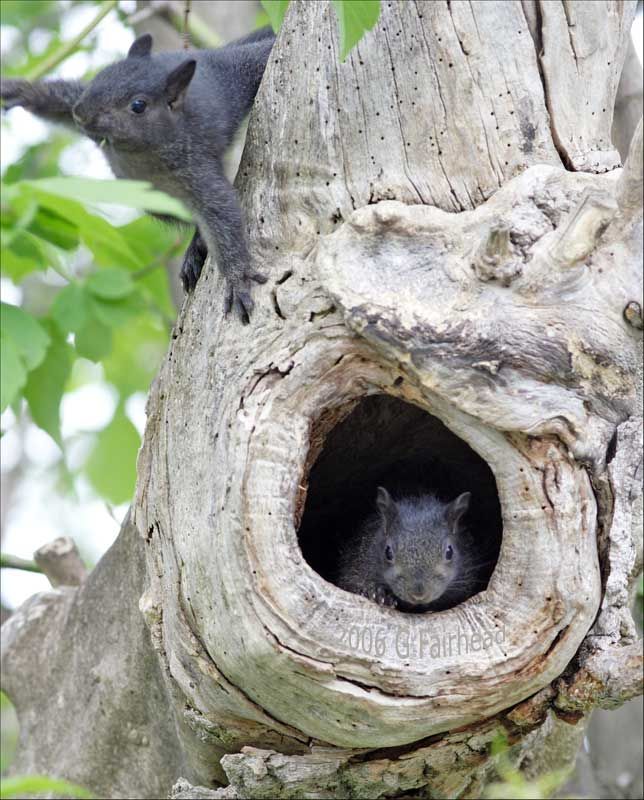 IMAGE: http://i13.photobucket.com/albums/a300/g2a/More%20shots/BabiesXT.jpg