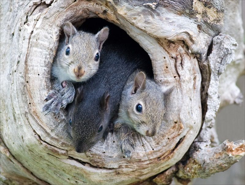 IMAGE: http://i13.photobucket.com/albums/a300/g2a/More%20shots/Babythree.jpg