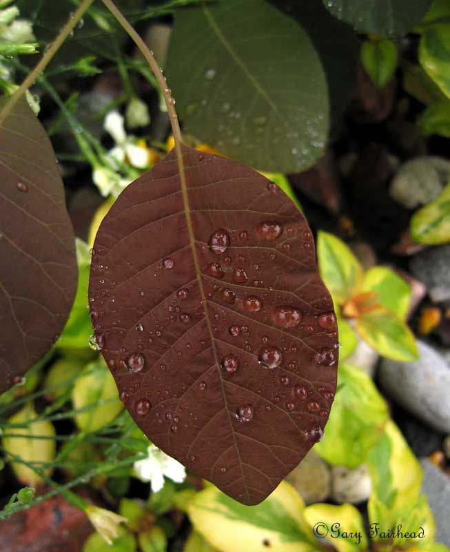 IMAGE: http://i13.photobucket.com/albums/a300/g2a/More%20shots/Grace.jpg