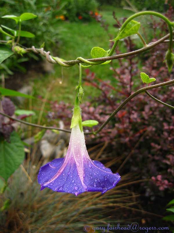 IMAGE: http://i13.photobucket.com/albums/a300/g2a/More%20shots/MorningG.jpg