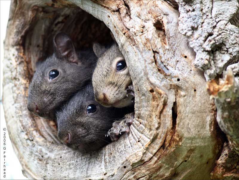 IMAGE: http://i13.photobucket.com/albums/a300/g2a/More%20shots/amigos3.jpg