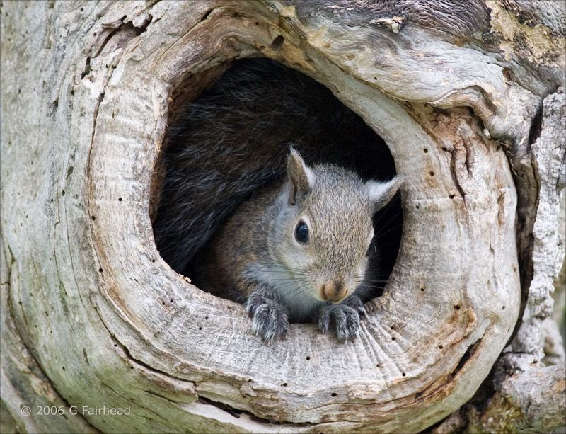 IMAGE: http://i13.photobucket.com/albums/a300/g2a/More%20shots/babysq.jpg