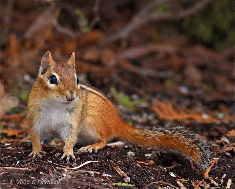 IMAGE: http://i13.photobucket.com/albums/a300/g2a/More%20shots/cmunk.jpg