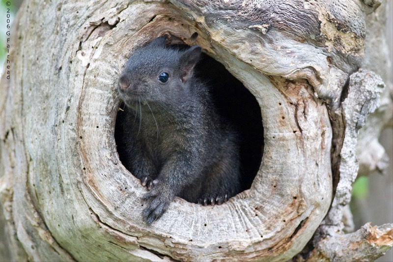 IMAGE: http://i13.photobucket.com/albums/a300/g2a/More%20shots/sq1.jpg