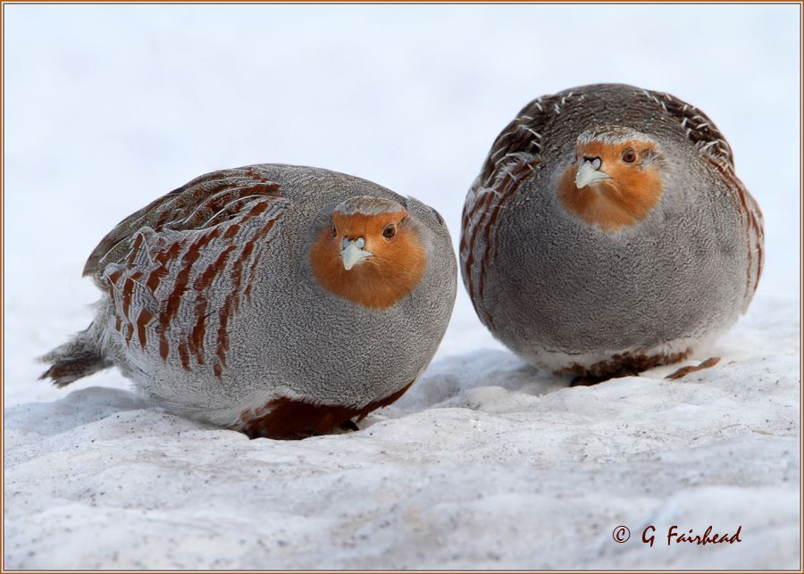 IMAGE: http://i13.photobucket.com/albums/a300/g2a/MrandMrs-copy.jpg