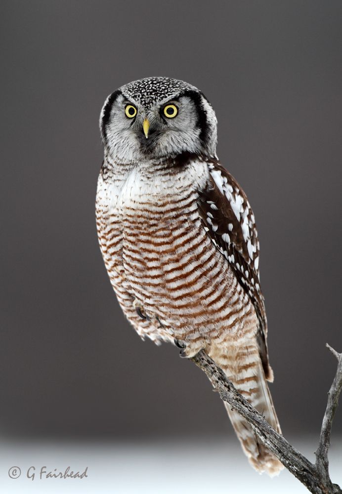 IMAGE: http://i13.photobucket.com/albums/a300/g2a/NHOPortraitcopy_zps20ee2f98.jpg