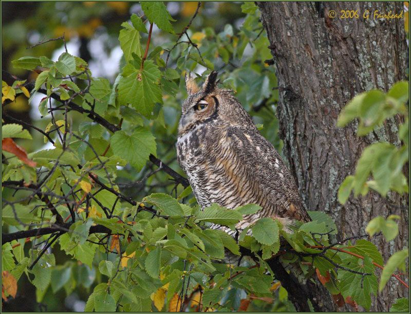 IMAGE: http://i13.photobucket.com/albums/a300/g2a/New%20Birds/First.jpg