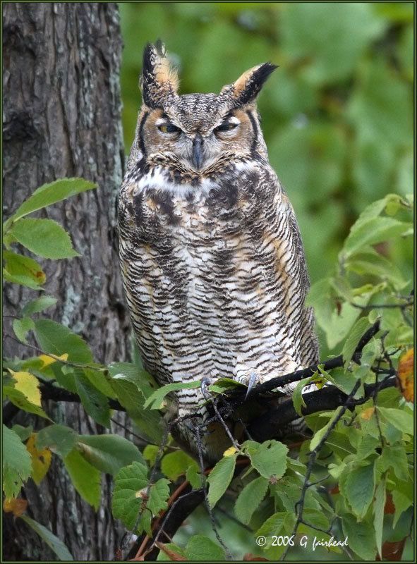 IMAGE: http://i13.photobucket.com/albums/a300/g2a/New%20Birds/GHO-5.jpg