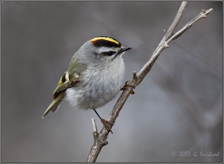 IMAGE: http://i13.photobucket.com/albums/a300/g2a/New%20Birds/Golden.jpg