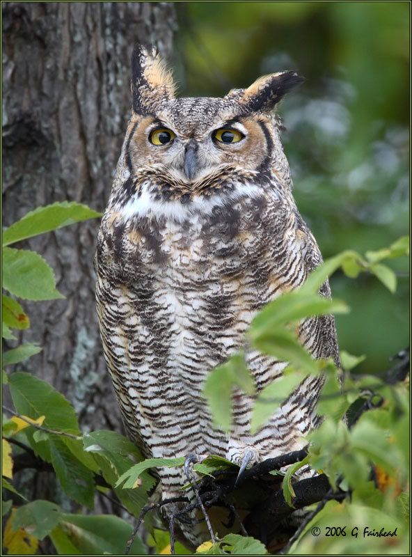 IMAGE: http://i13.photobucket.com/albums/a300/g2a/New%20Birds/Great-Horned.jpg