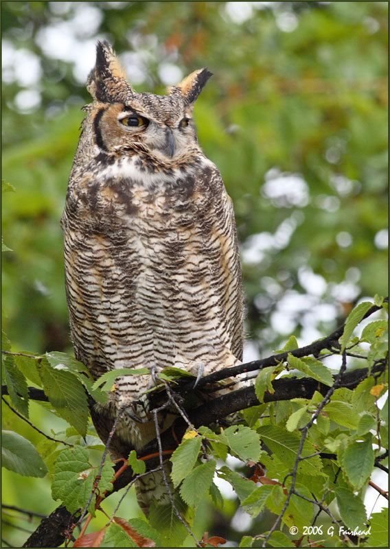 IMAGE: http://i13.photobucket.com/albums/a300/g2a/New%20Birds/IMG_2965.jpg