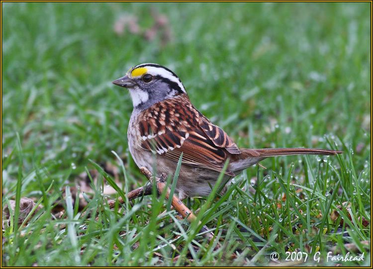 IMAGE: http://i13.photobucket.com/albums/a300/g2a/New%20Birds/IMG_5252.jpg