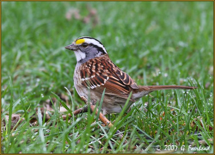 IMAGE: http://i13.photobucket.com/albums/a300/g2a/New%20Birds/IMG_5252y.jpg