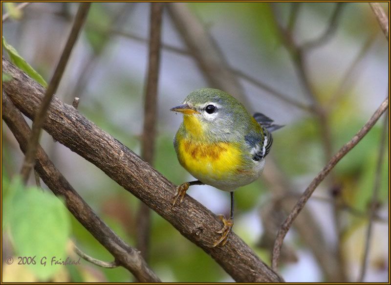 IMAGE: http://i13.photobucket.com/albums/a300/g2a/New%20Birds/NPP5.jpg