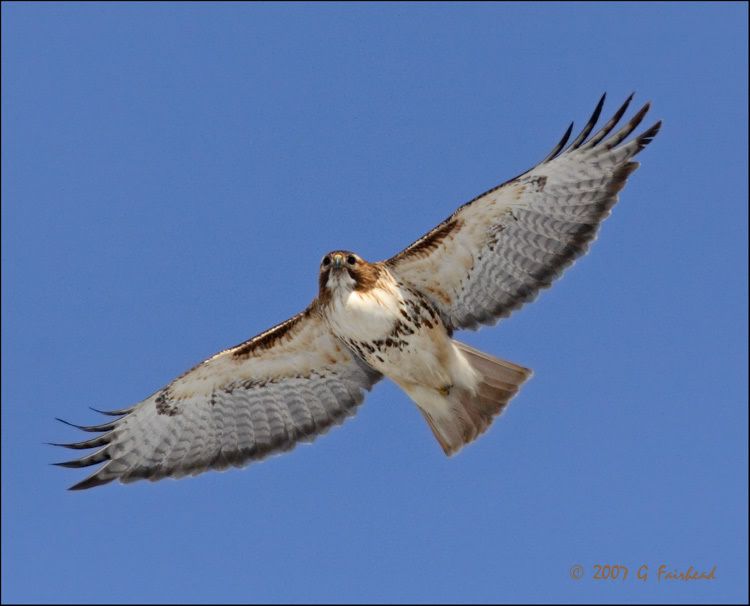 IMAGE: http://i13.photobucket.com/albums/a300/g2a/New%20Birds/RTH.jpg