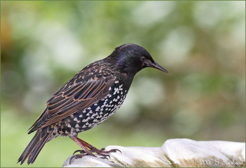 IMAGE: http://i13.photobucket.com/albums/a300/g2a/New%20Birds/Star.jpg