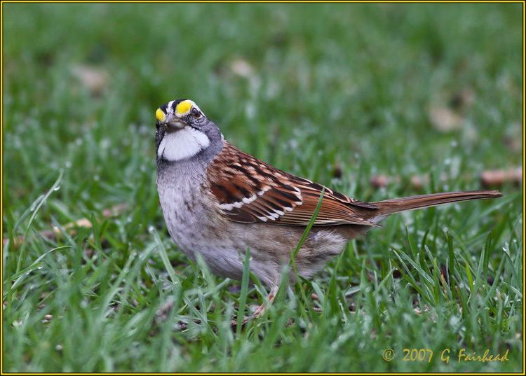 IMAGE: http://i13.photobucket.com/albums/a300/g2a/New%20Birds/Whitethroat.jpg