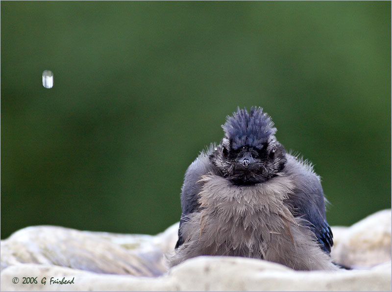 IMAGE: http://i13.photobucket.com/albums/a300/g2a/New%20Birds/blue-clown2.jpg