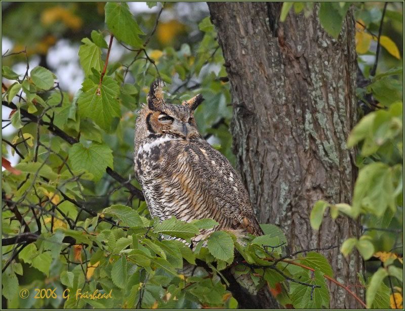 IMAGE: http://i13.photobucket.com/albums/a300/g2a/New%20Birds/bye.jpg