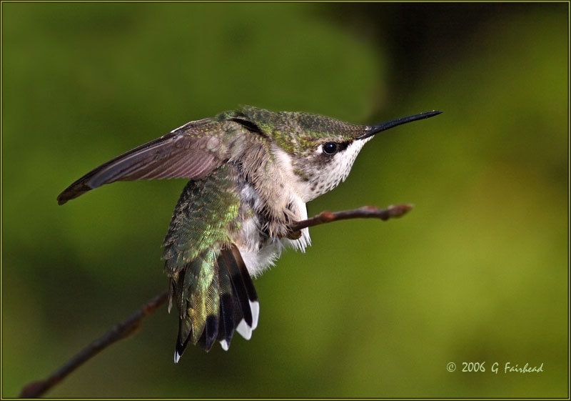 IMAGE: http://i13.photobucket.com/albums/a300/g2a/New%20Birds/contort.jpg