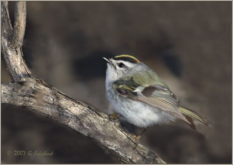 IMAGE: http://i13.photobucket.com/albums/a300/g2a/New%20Birds/crownprint2.jpg